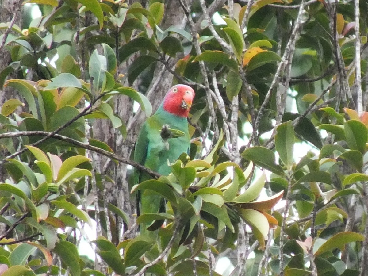 Red-cheeked Parrot - ML643980594