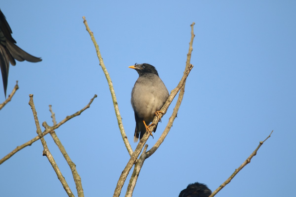 Jungle Myna - ML643980595