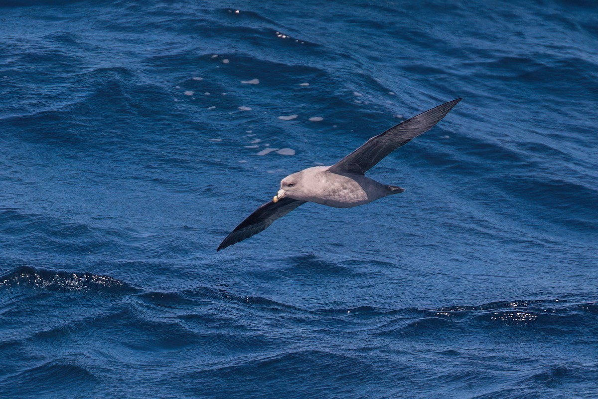 Northern Fulmar - ML643980611
