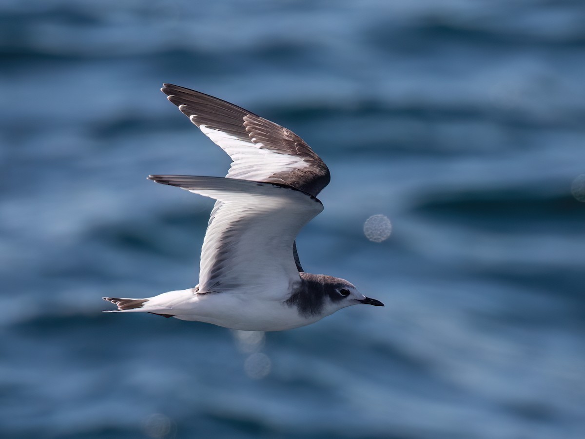 Sabine's Gull - ML643980617