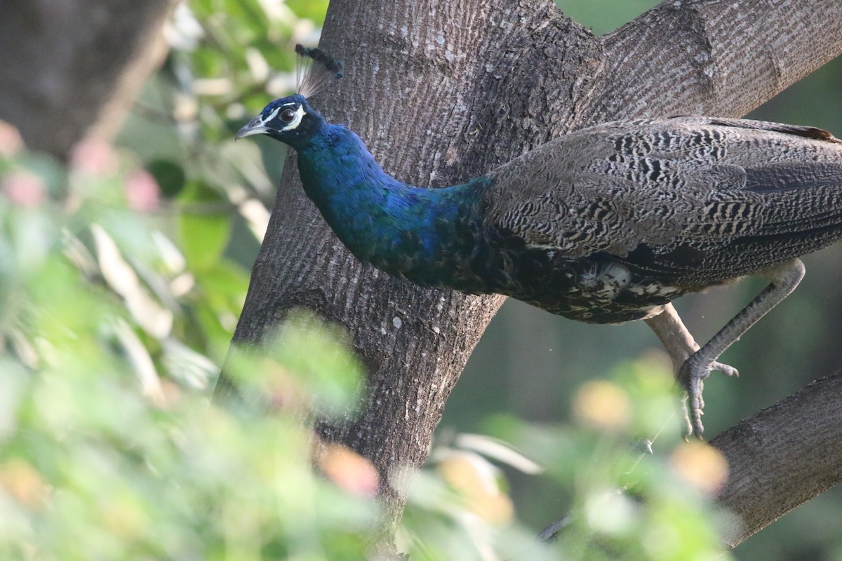 Indian Peafowl - ML643980623