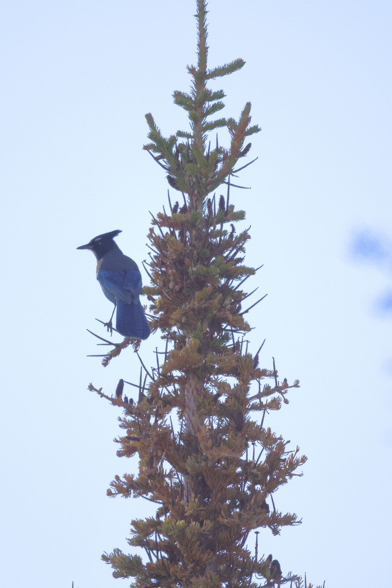 Steller's Jay - ML643980693