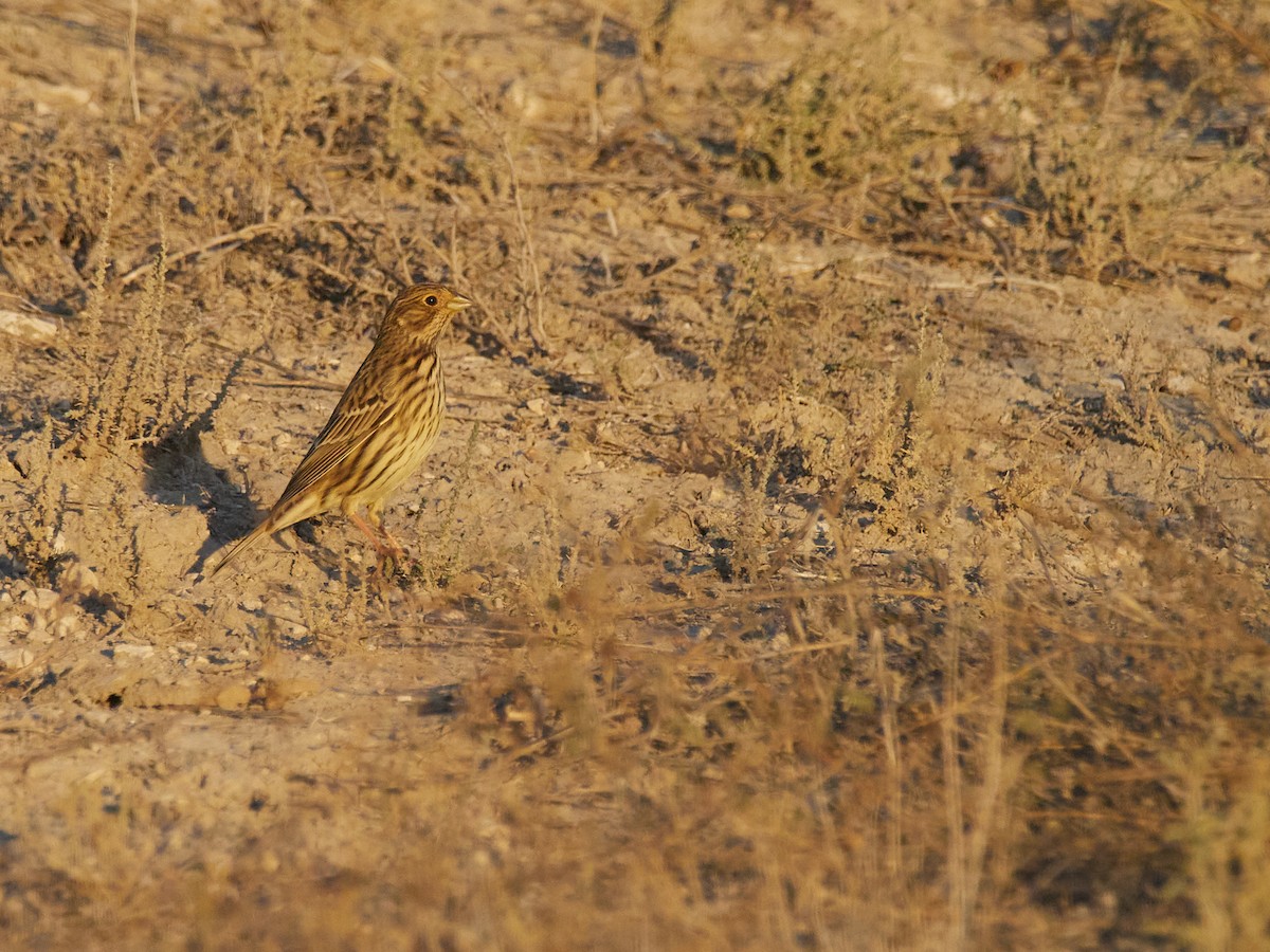Corn Bunting - ML643980703