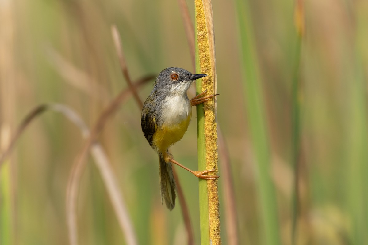 Prinia à ventre jaune - ML643980705