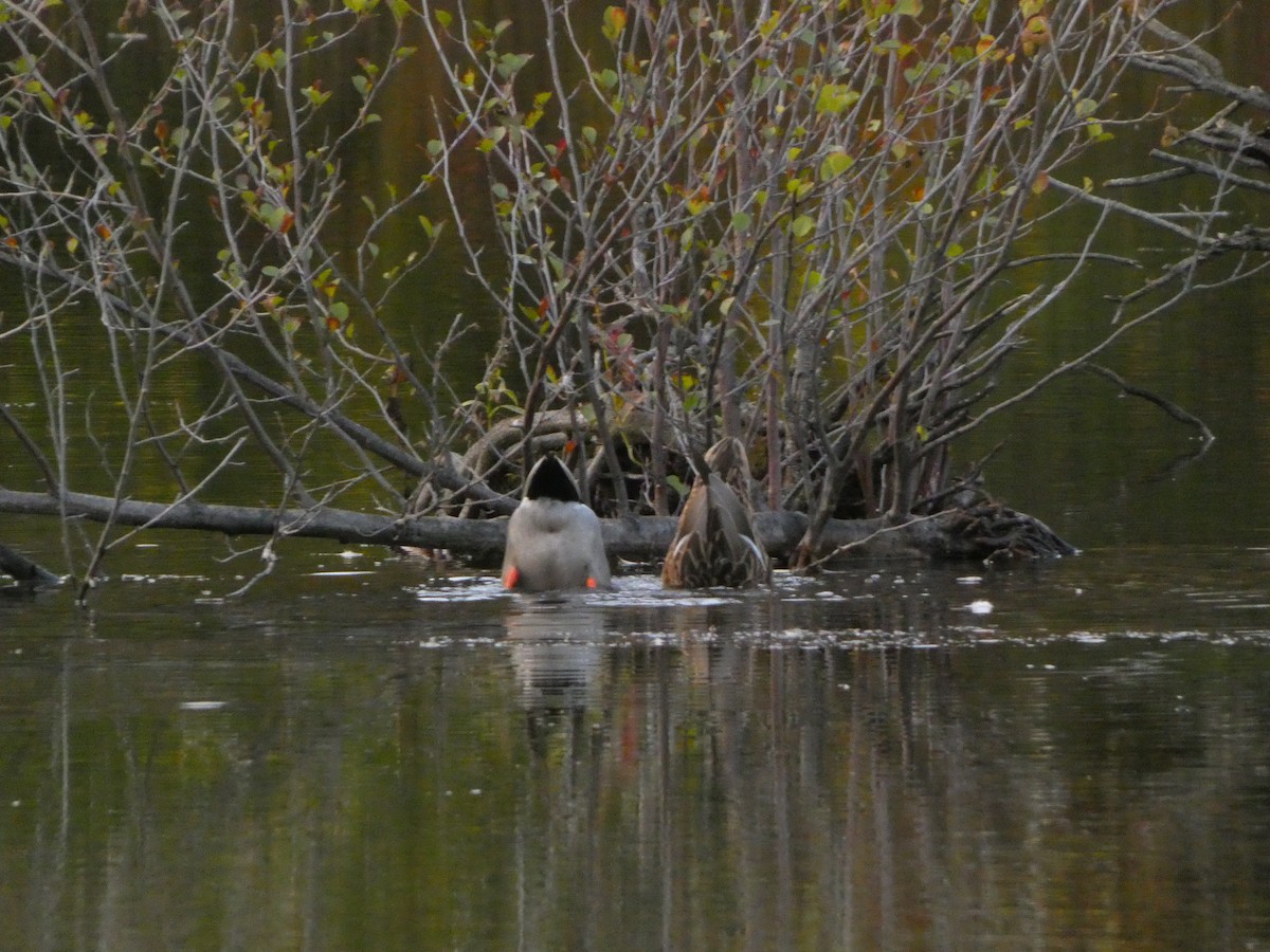 Mallard - ML643980706