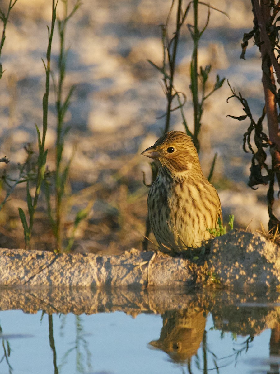 Corn Bunting - ML643980709