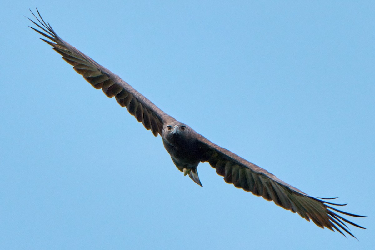 Changeable Hawk-Eagle - ML643980712