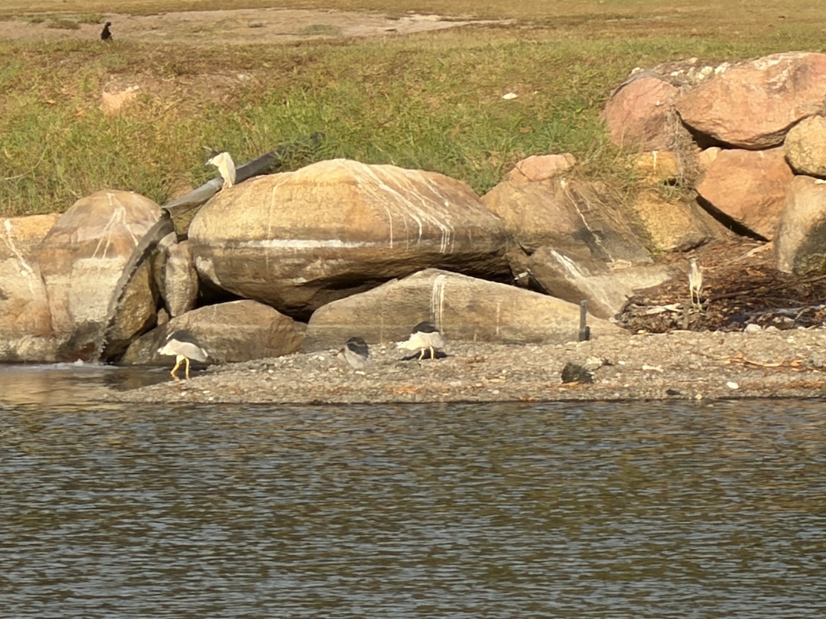 Black-crowned Night Heron - ML643980717