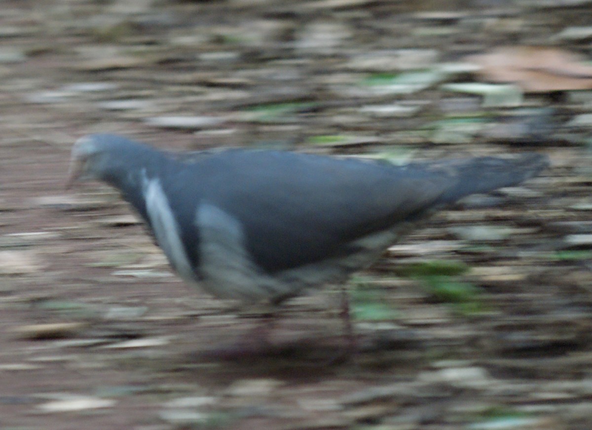 Wongataube - ML643980732