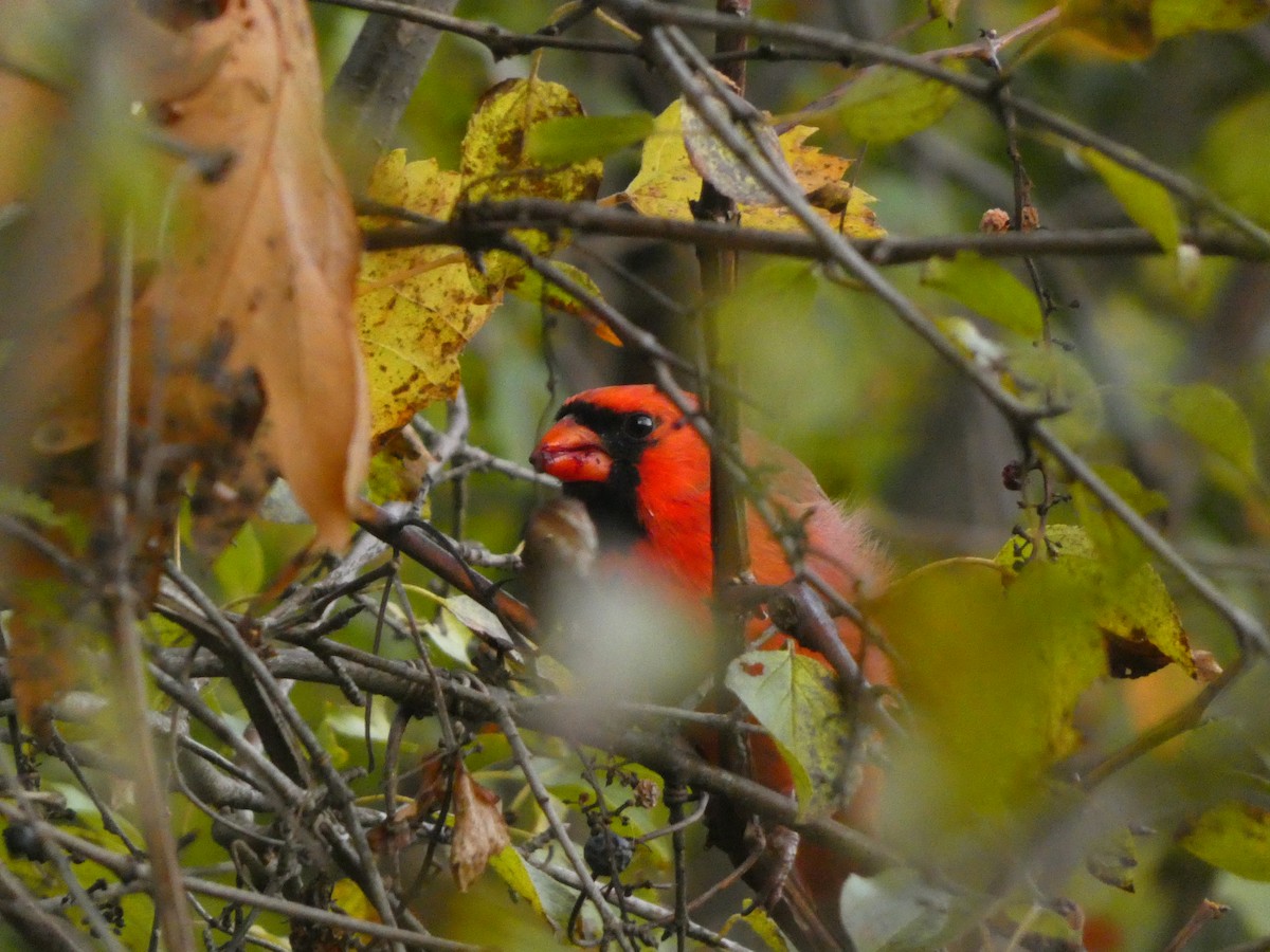 Northern Cardinal - ML643980745
