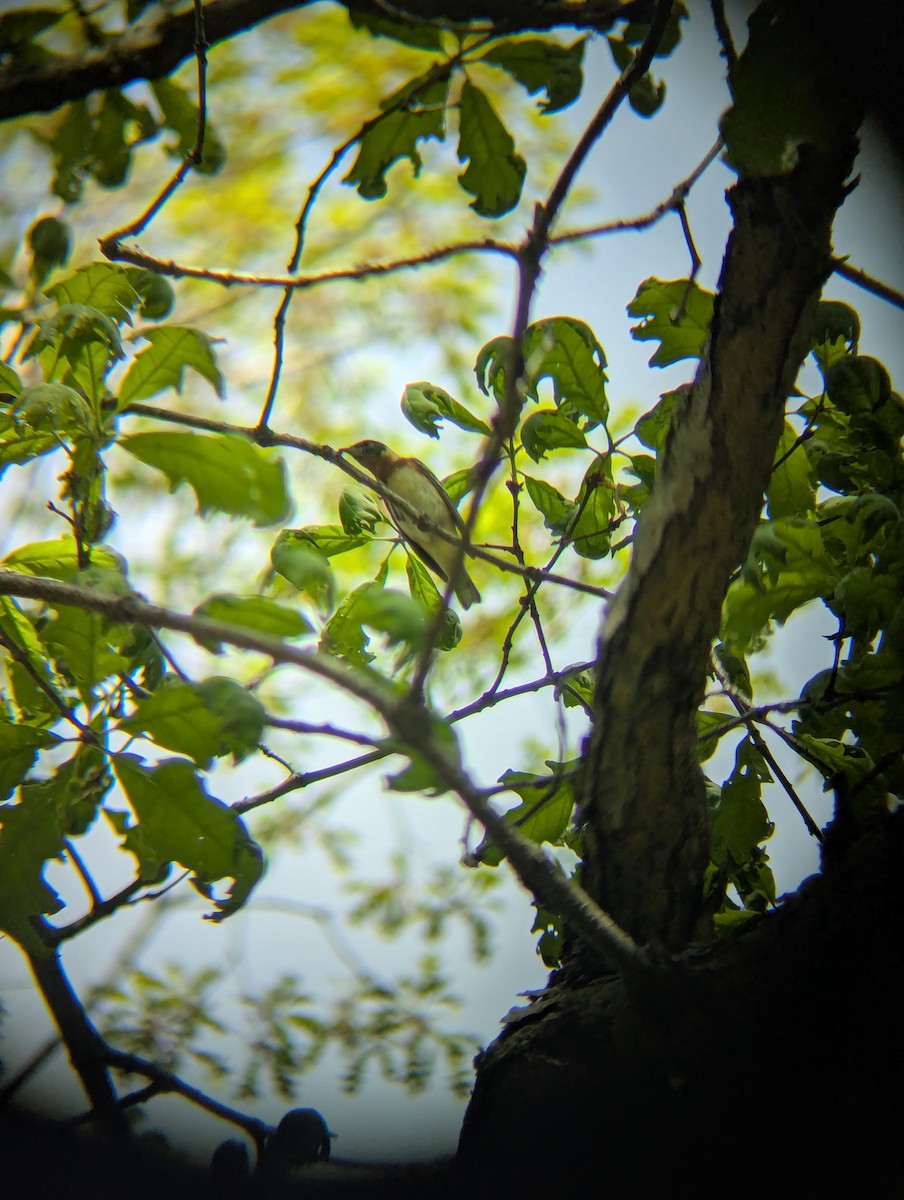 Bay-breasted Warbler - ML643980759