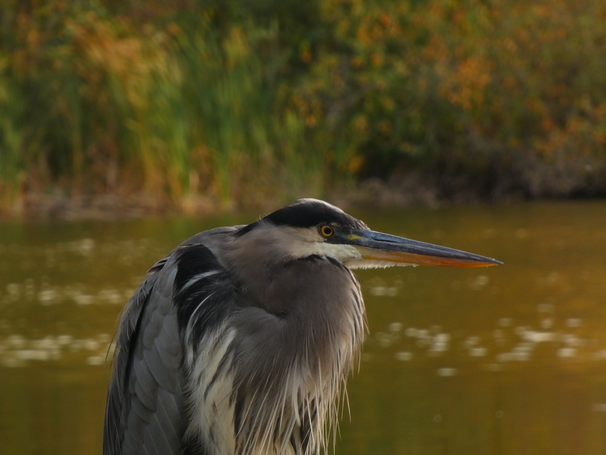 Great Blue Heron - ML643980762