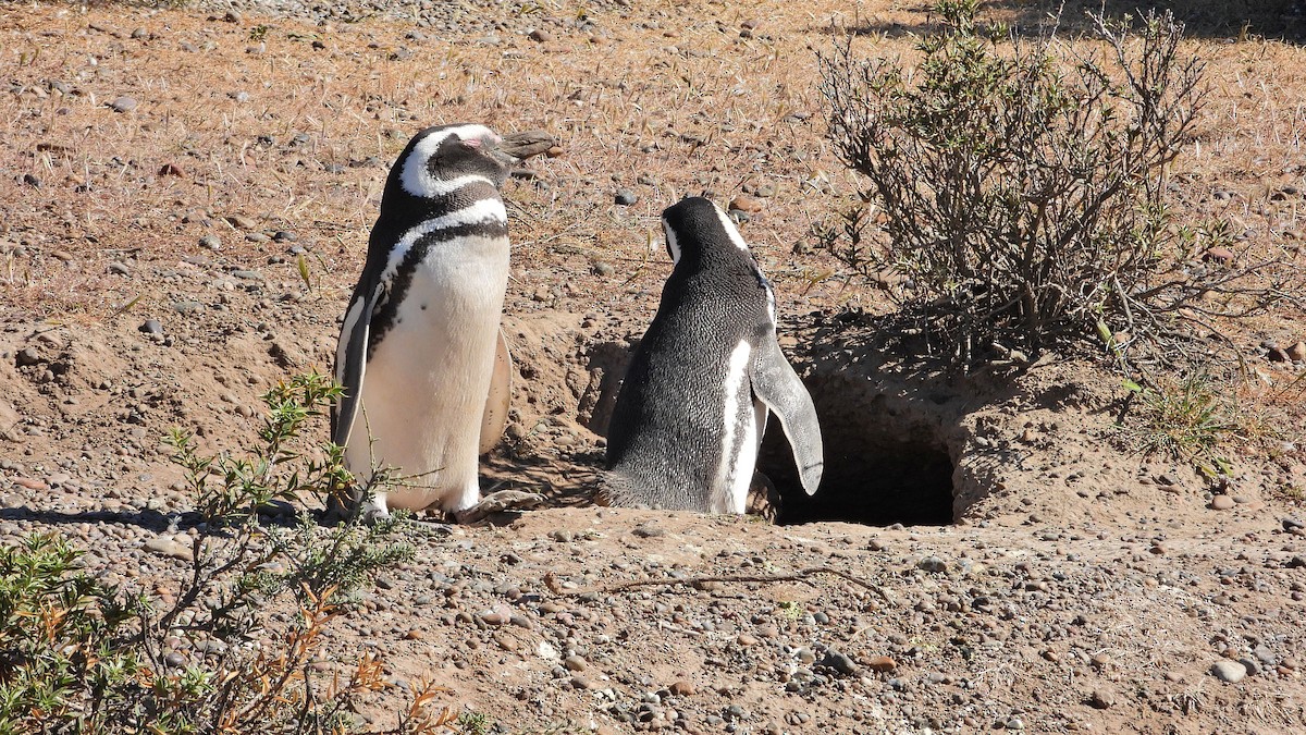 Magellanic Penguin - ML643980768