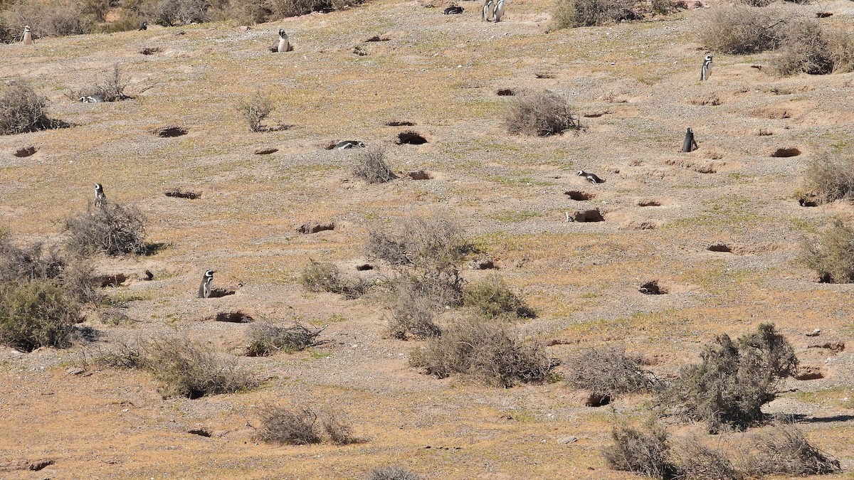 Magellanic Penguin - ML643980769