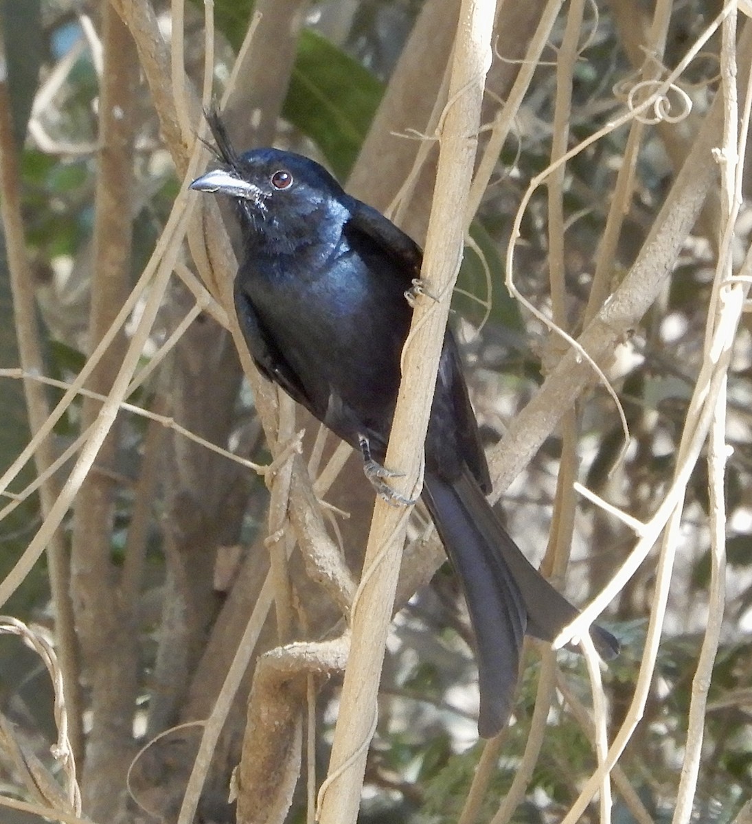 Crested Drongo - ML643980770