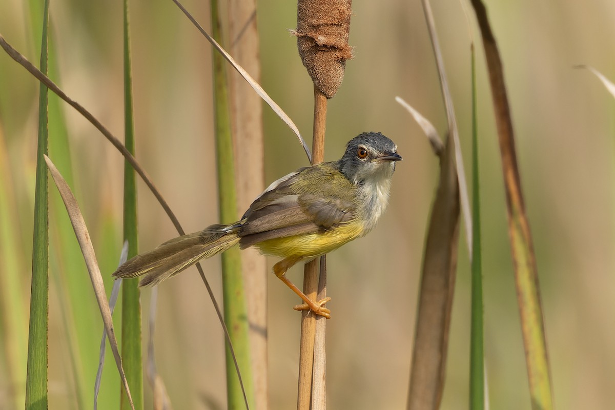 Prinia à ventre jaune - ML643980771