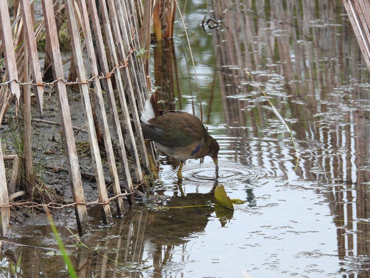 slípka žlutonohá - ML643980772