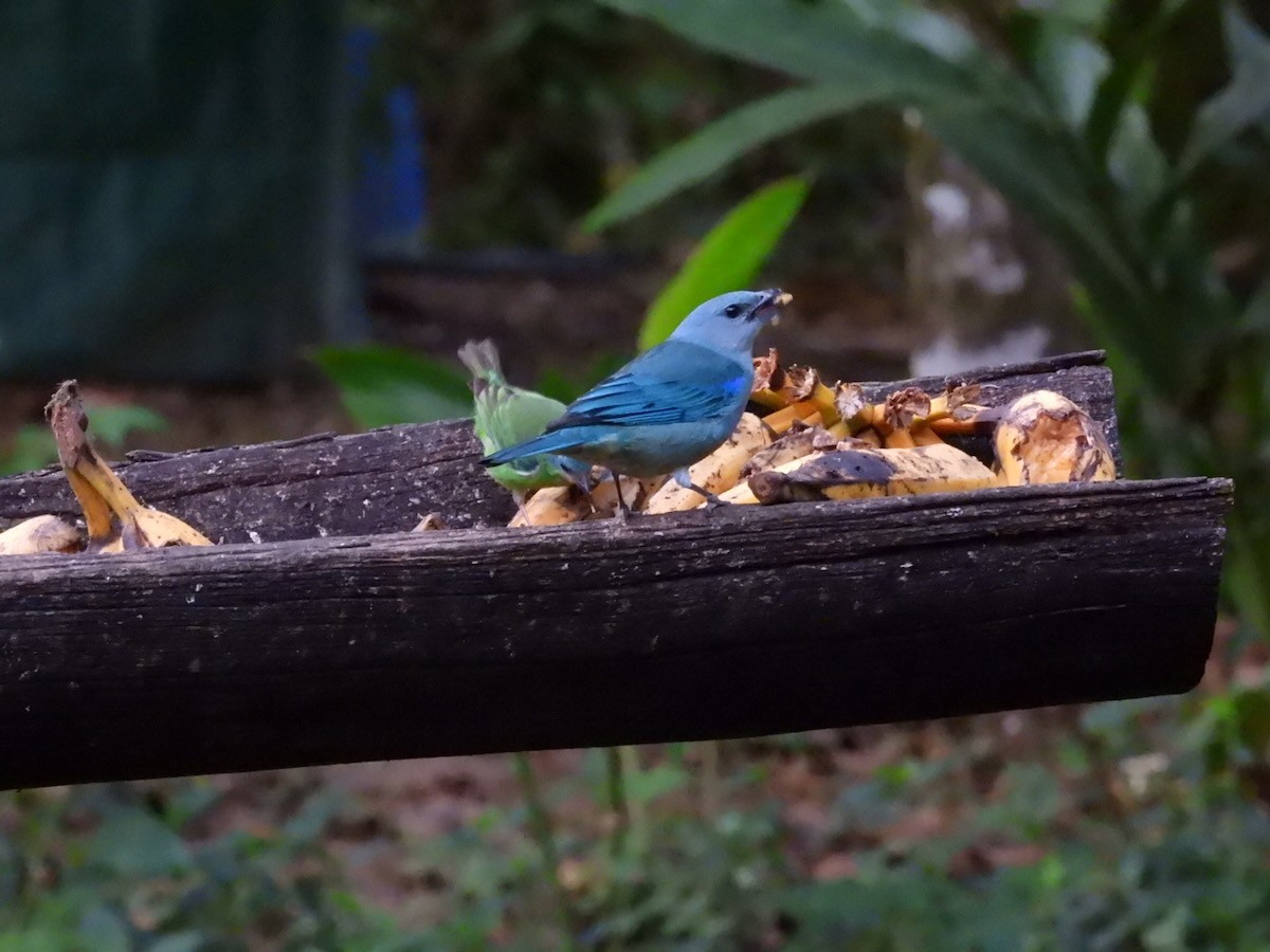 Azure-shouldered Tanager - ML643980776