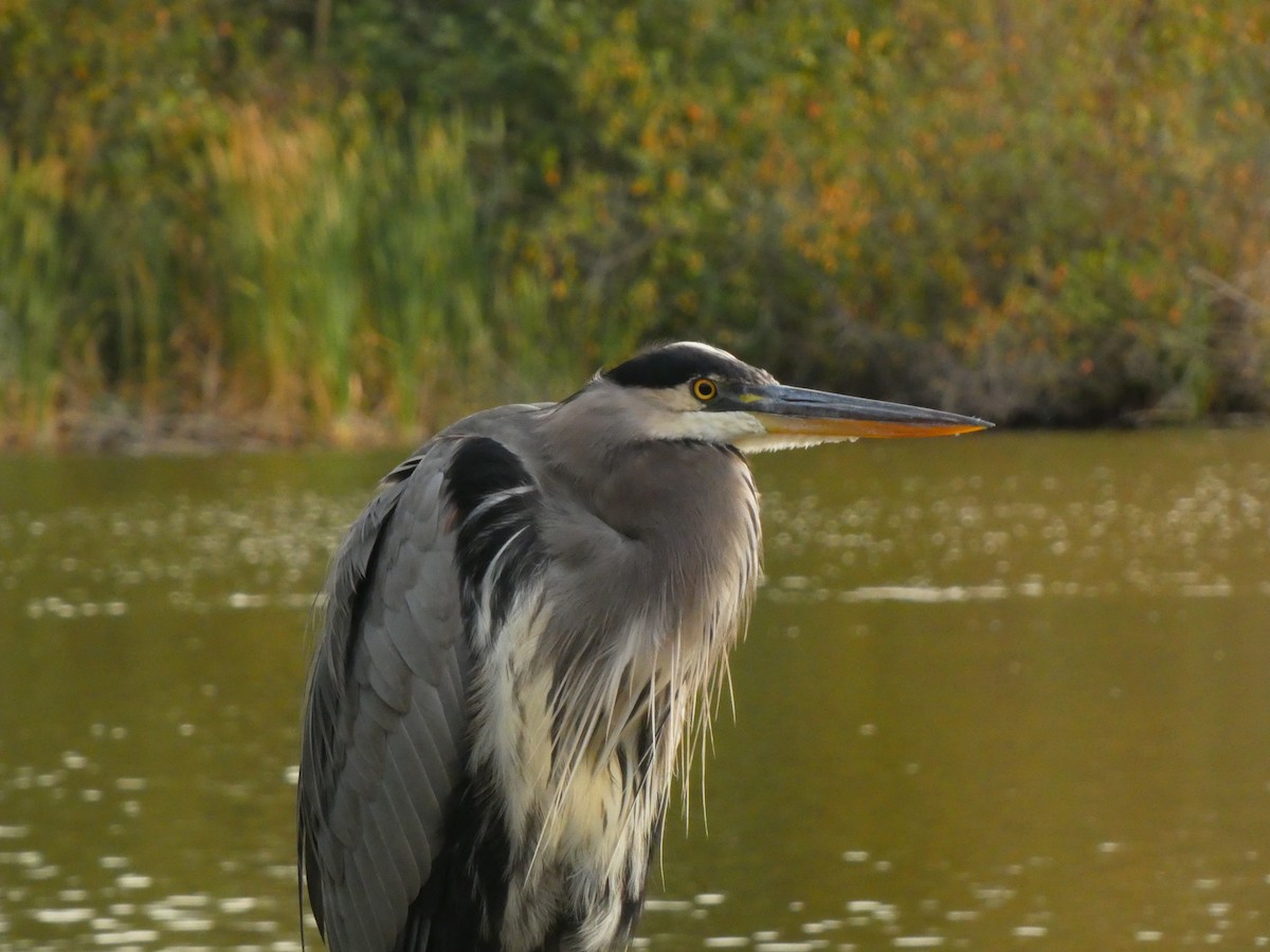 Great Blue Heron - ML643980784
