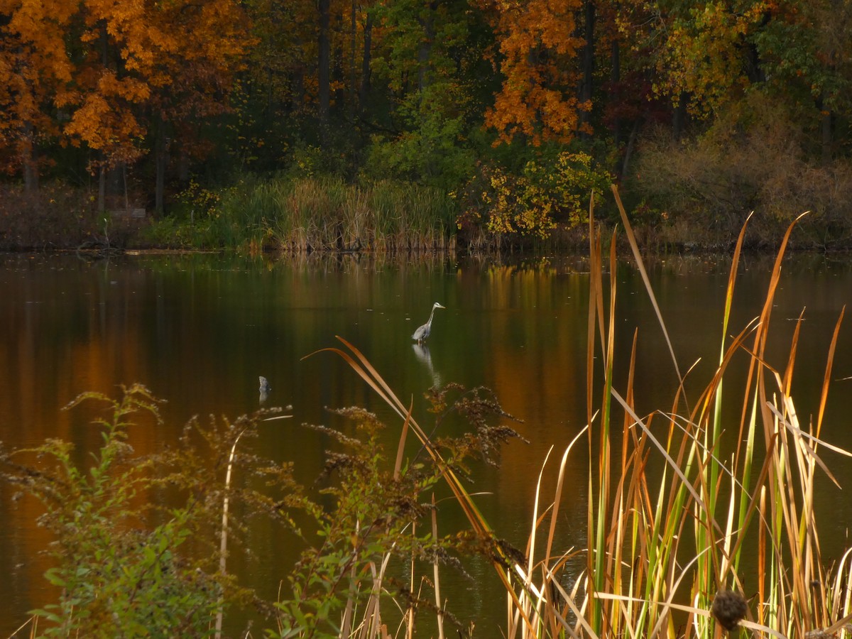 Great Blue Heron - ML643980786