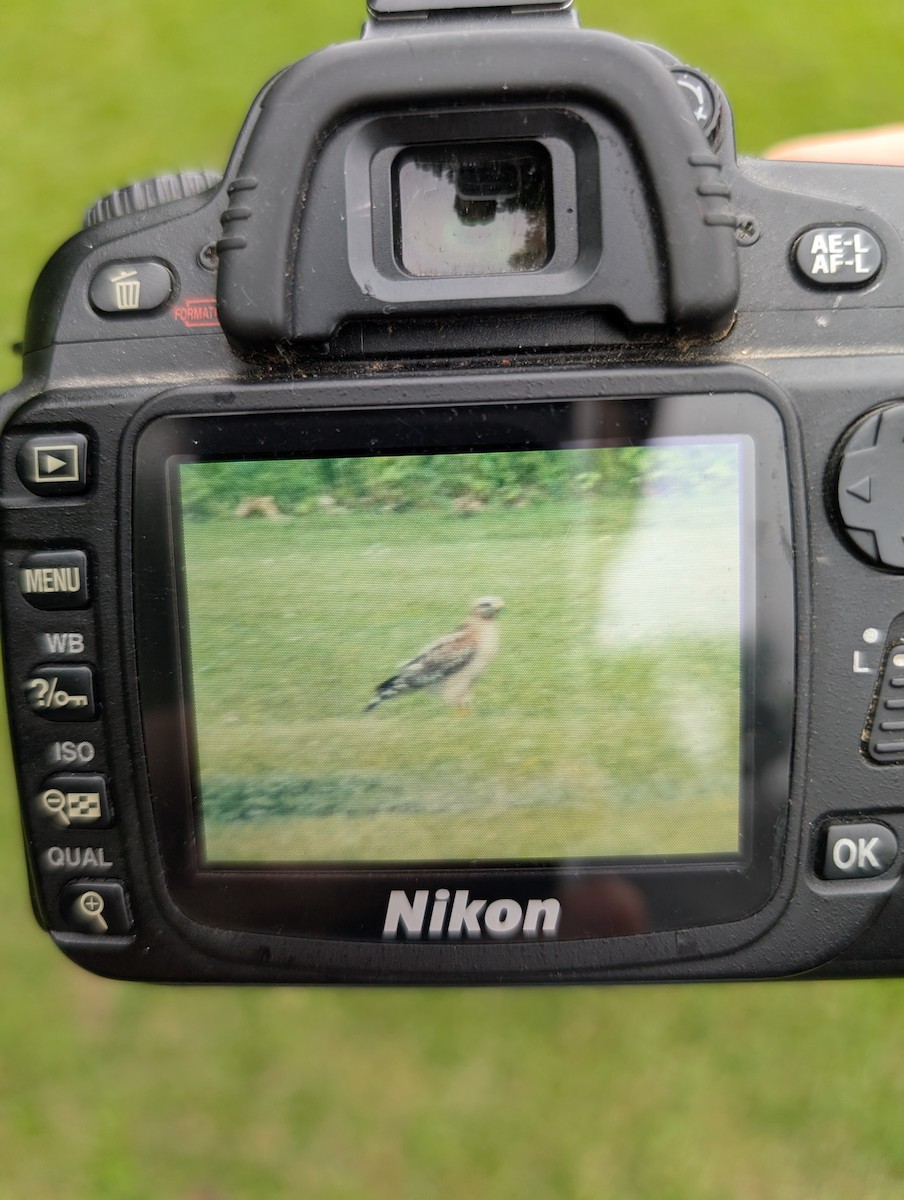 Red-shouldered Hawk - ML643980792