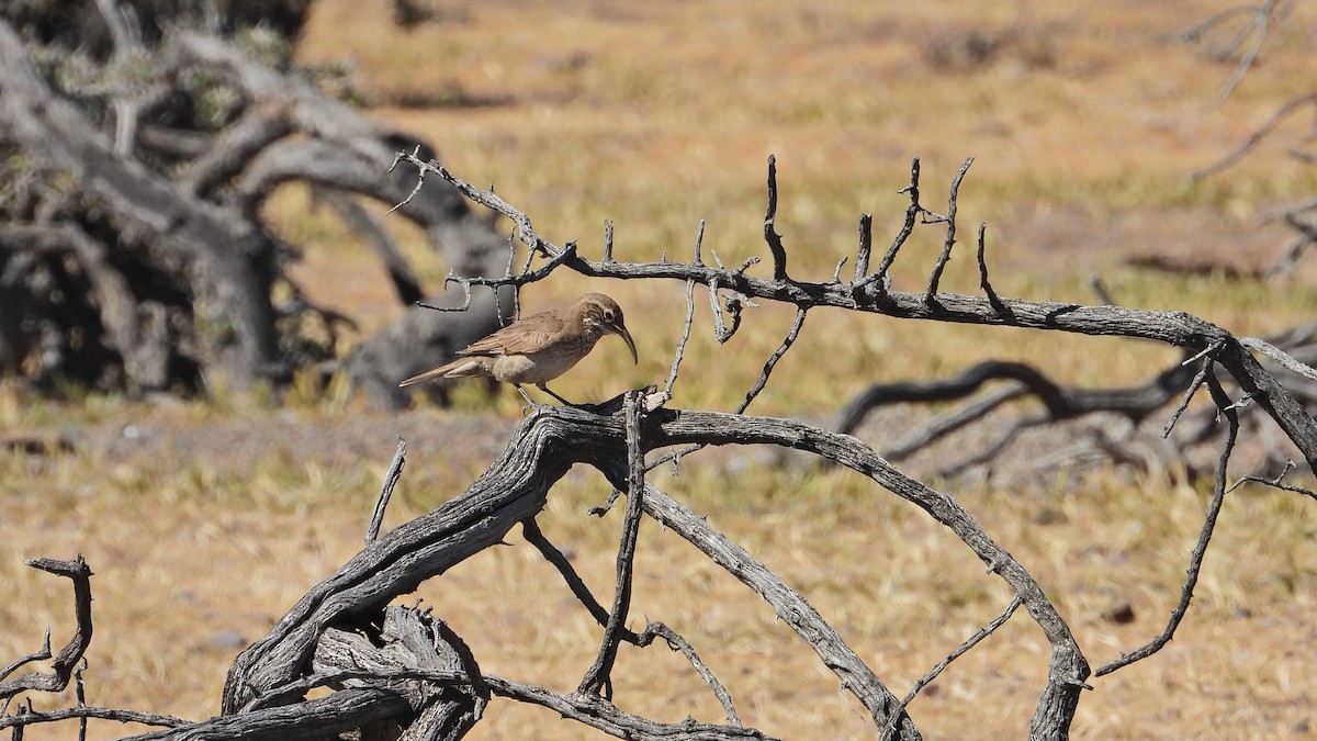 Scale-throated Earthcreeper - ML643980793