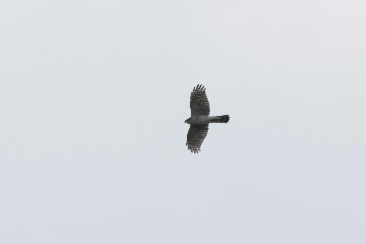 Eurasian Goshawk - ML643980795