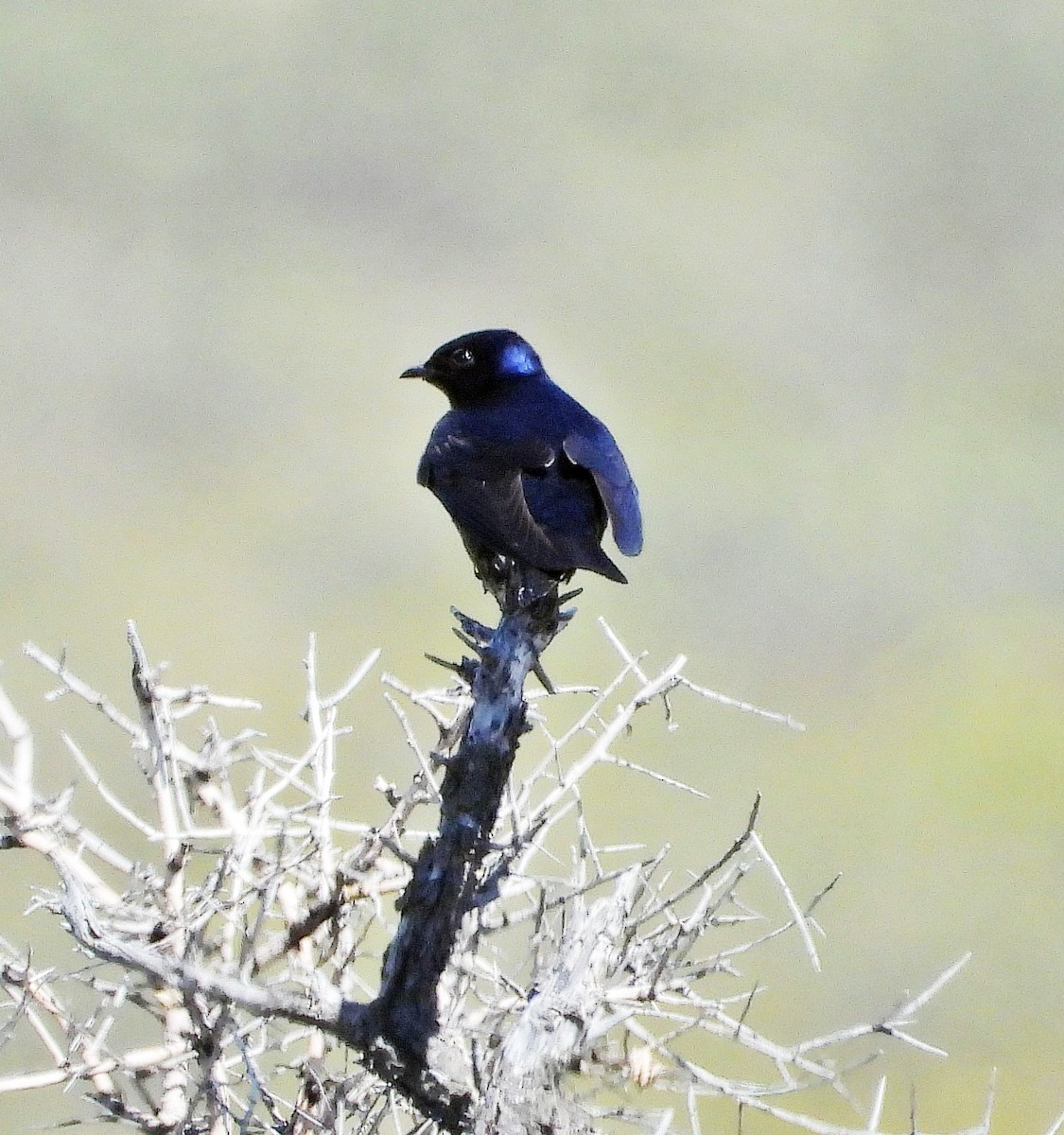 Golondrina/Avión sp. - ML643980796