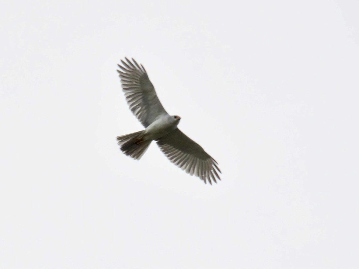 Gray Goshawk - ML643980800