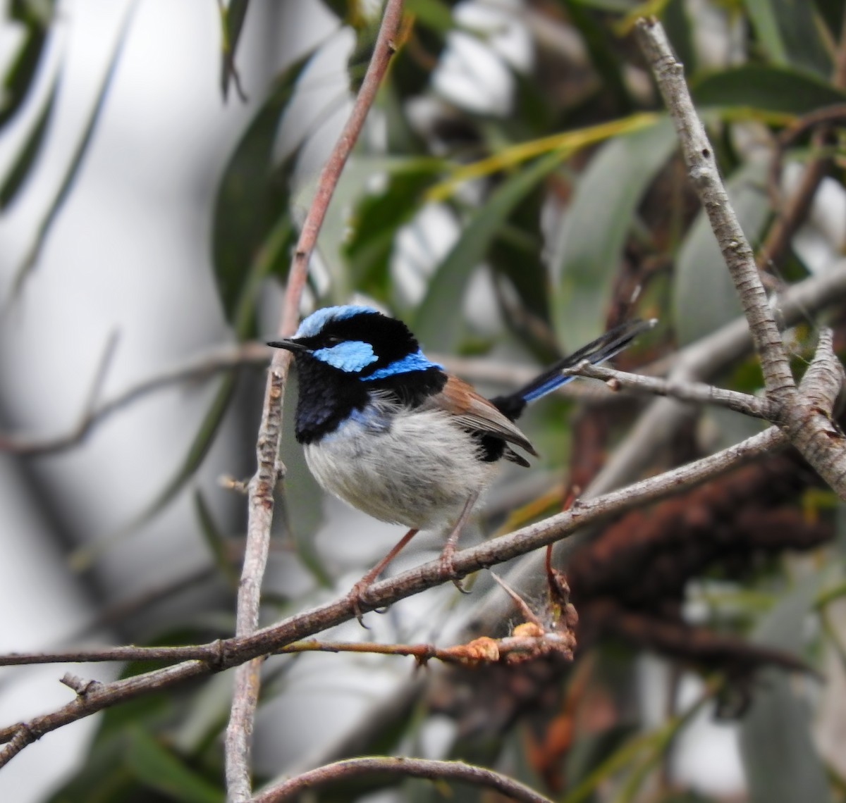 Superb Fairywren - ML643980804