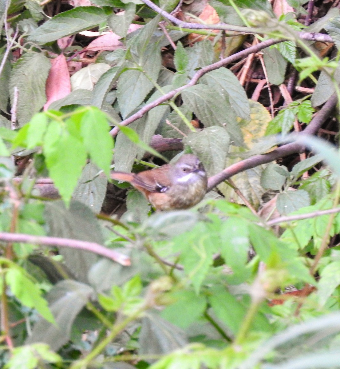 White-browed Scrubwren - ML643980810