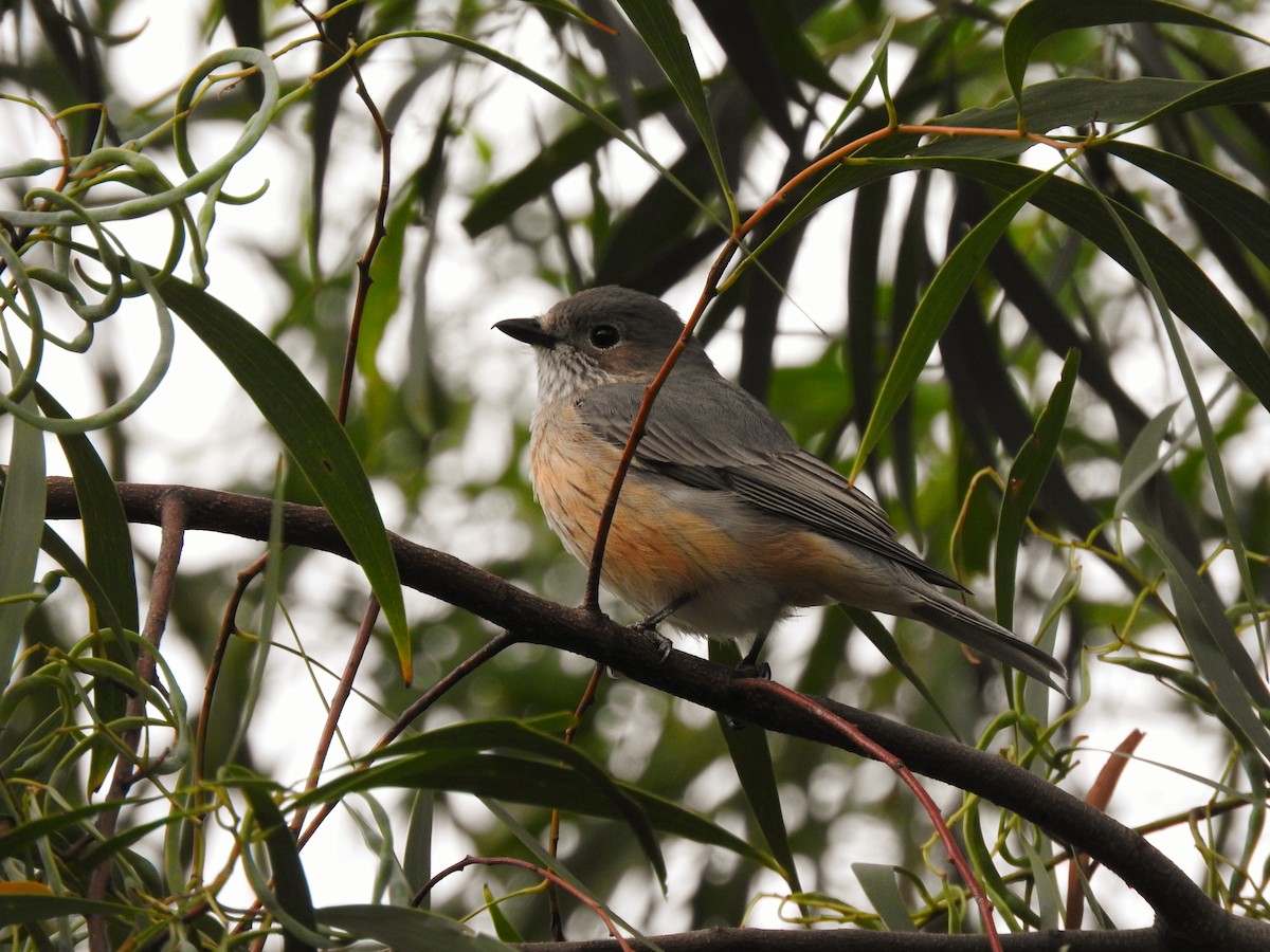 Rufous Whistler - ML643980813