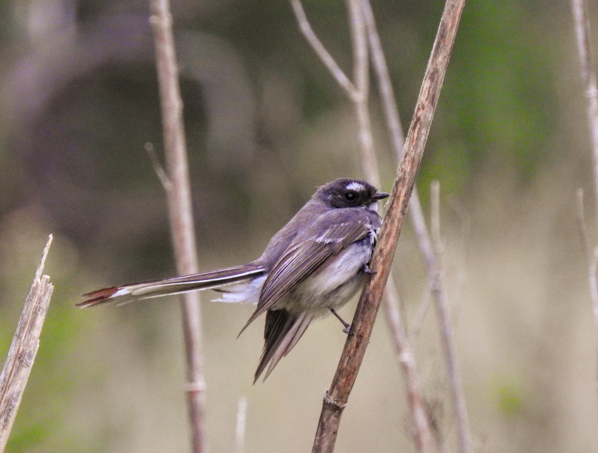 Gray Fantail - ML643980818