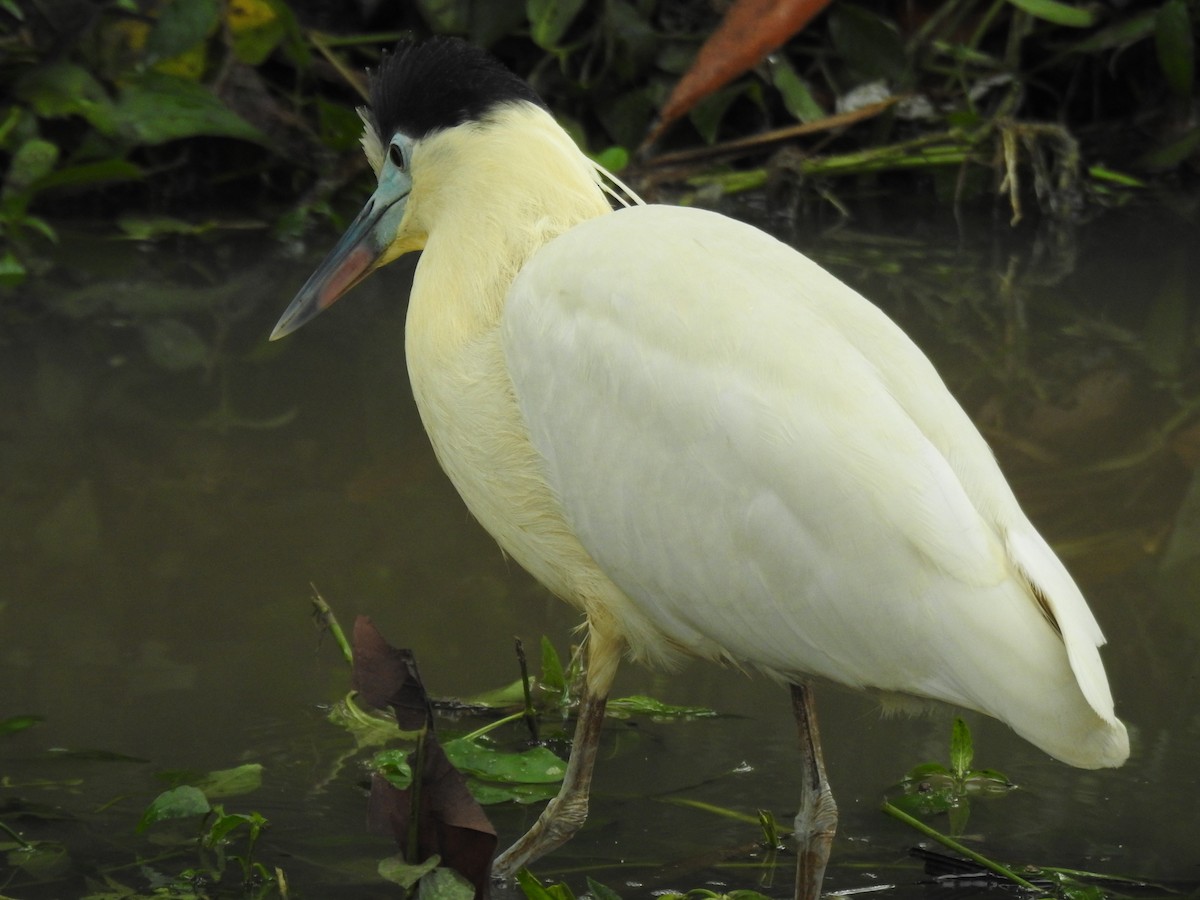 Capped Heron - ML643980823