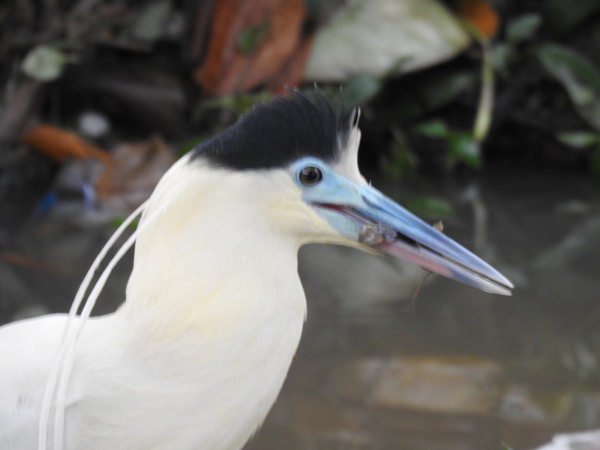Capped Heron - ML643980824