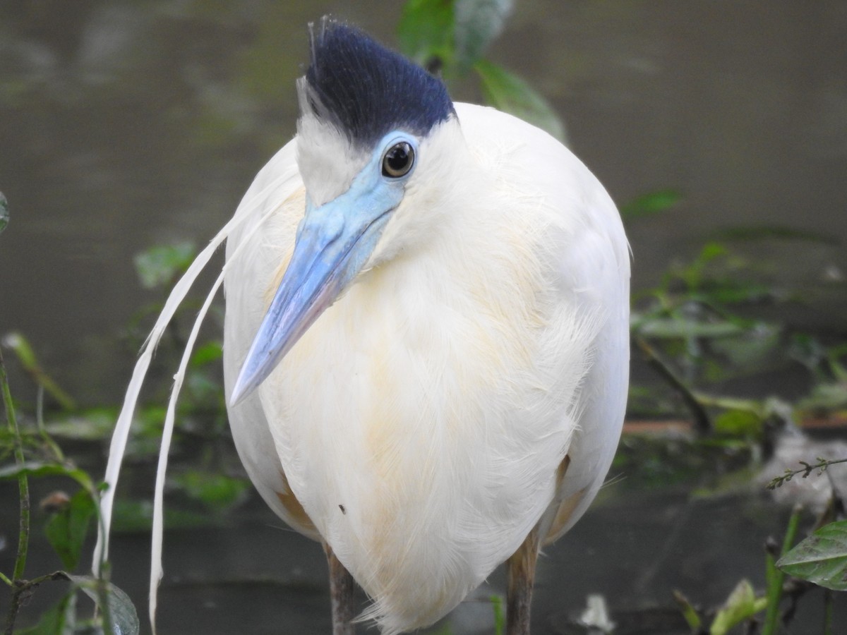 Capped Heron - ML643980825
