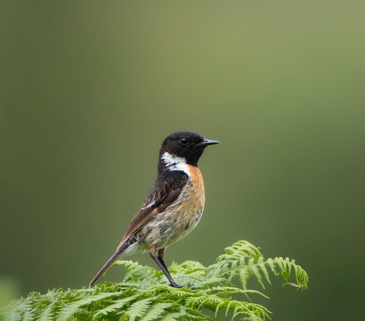 European Stonechat - ML643980828