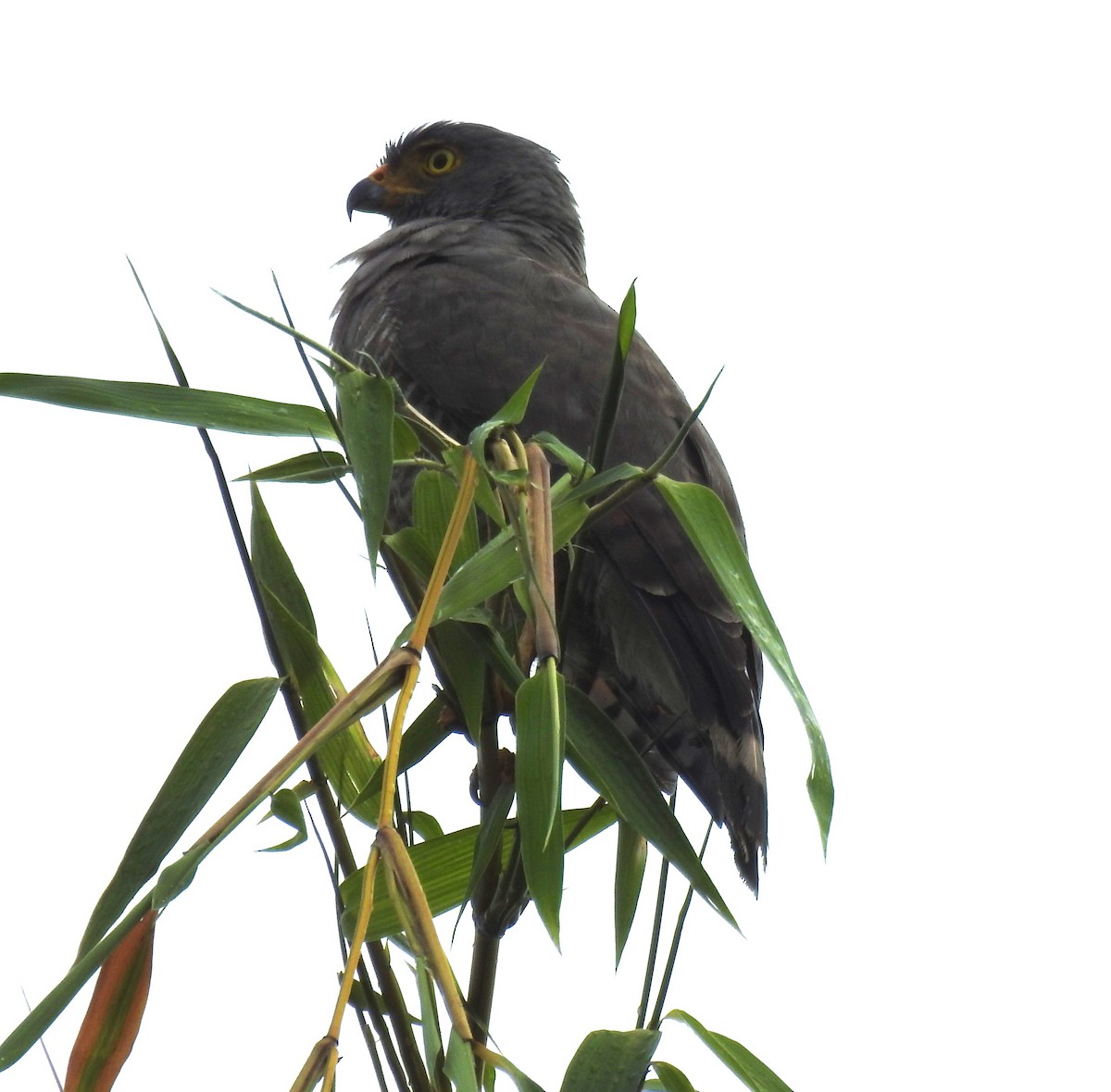 Roadside Hawk - ML643980829