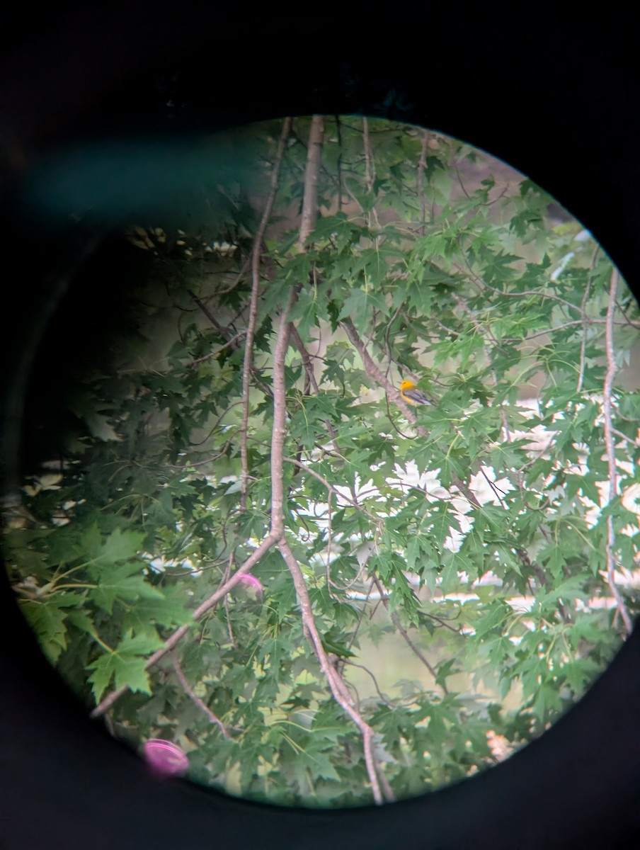 Prothonotary Warbler - ML643980835