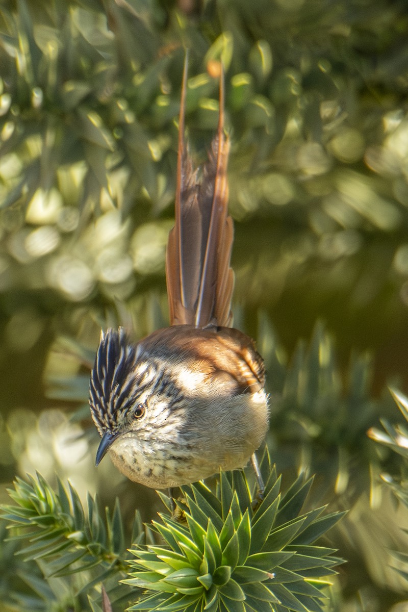 Araukarya Makaskuyruğu - ML643980875