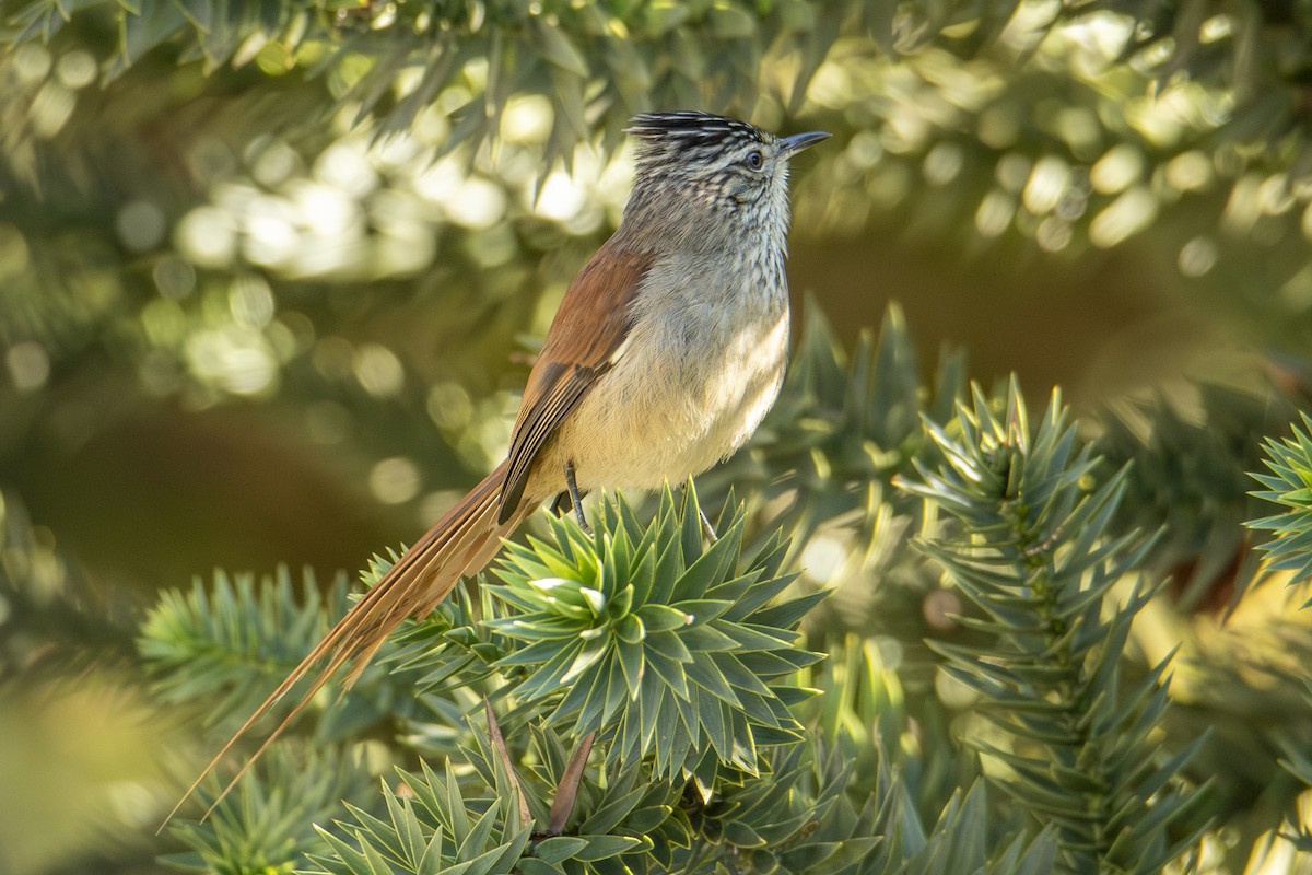 Araukarya Makaskuyruğu - ML643980876