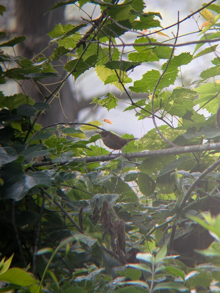 Northern House Wren - ML643980878