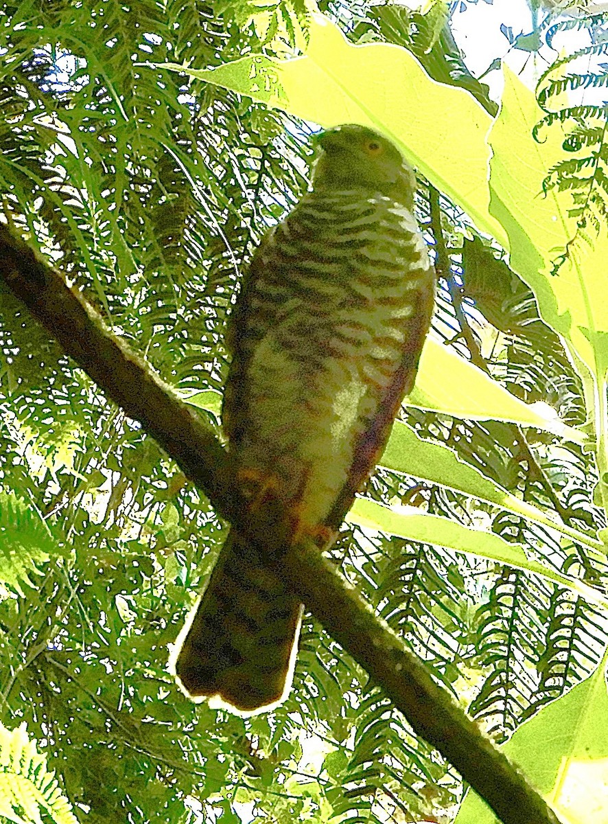 Frances's Sparrowhawk - ML643980879