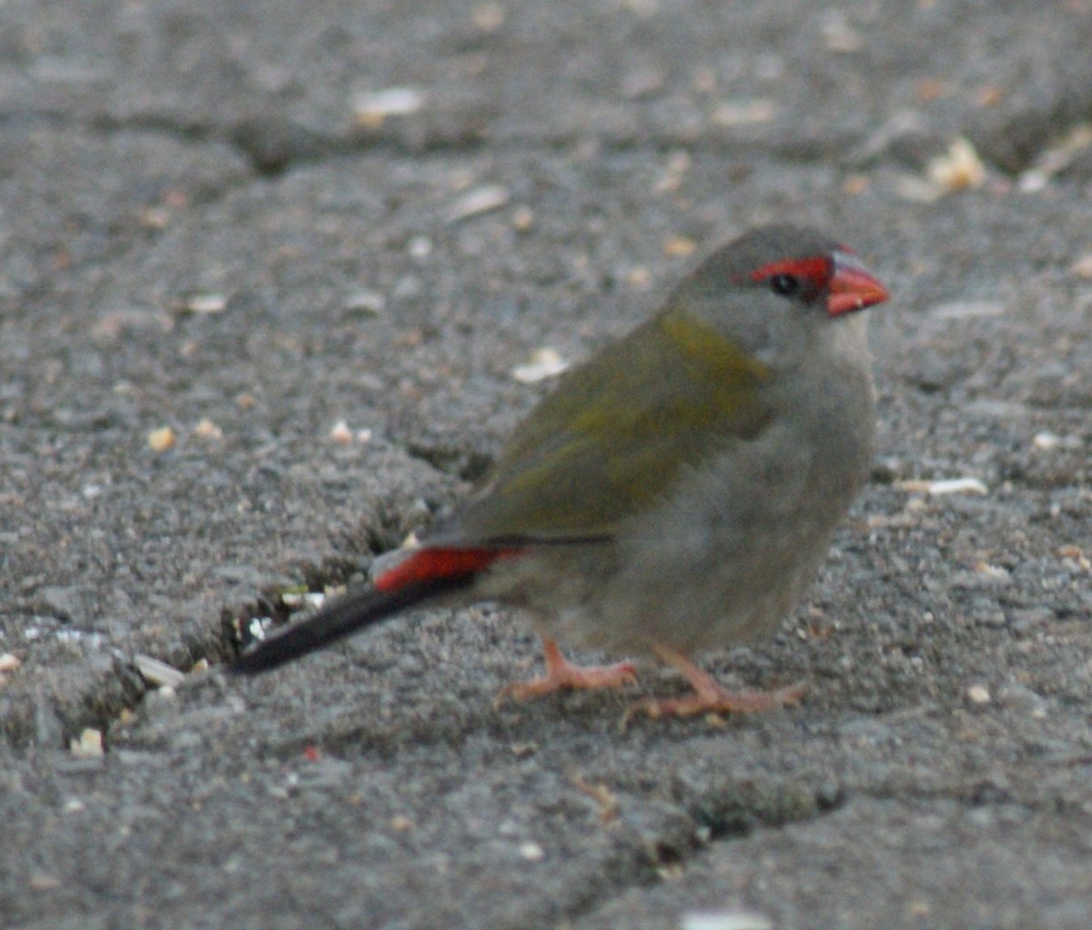 Red-browed Firetail - ML643980885
