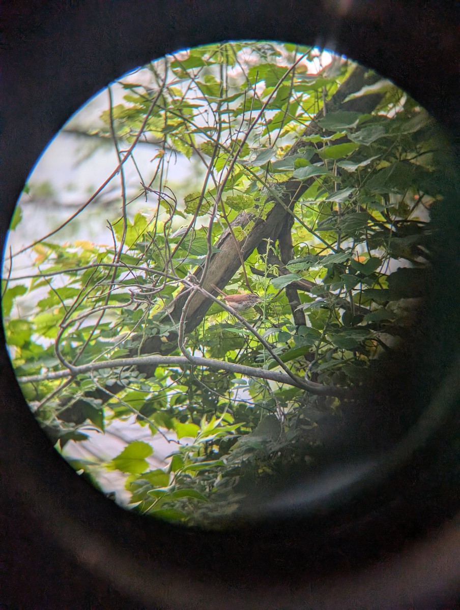 Carolina Wren - ML643980889