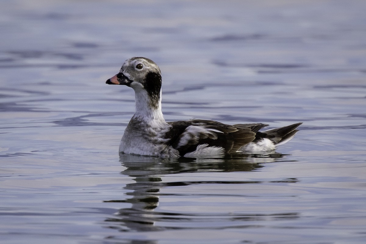 hoholka lední - ML643980925