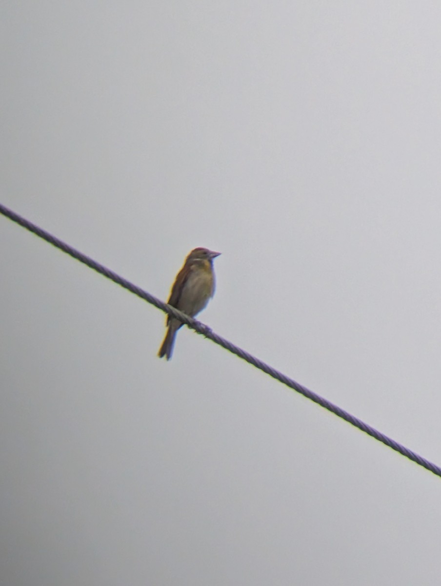 Dickcissel - ML643980931