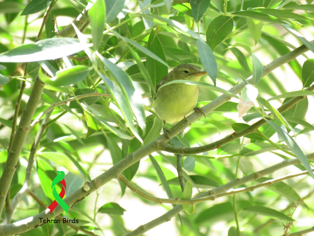 Icterine Warbler - ML643980942