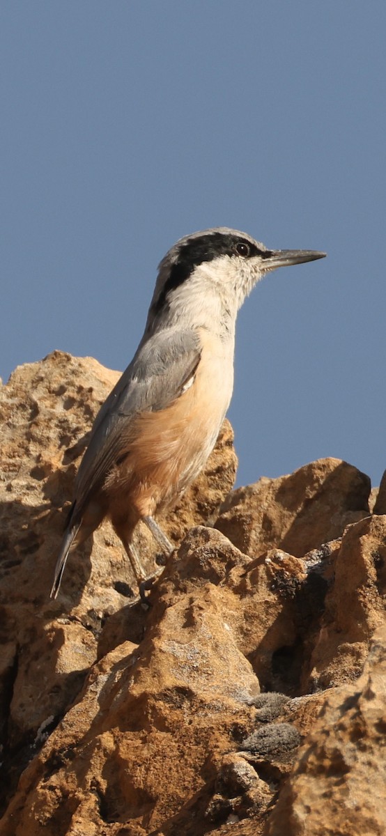 Büyük Kaya Sıvacısı - ML643980970