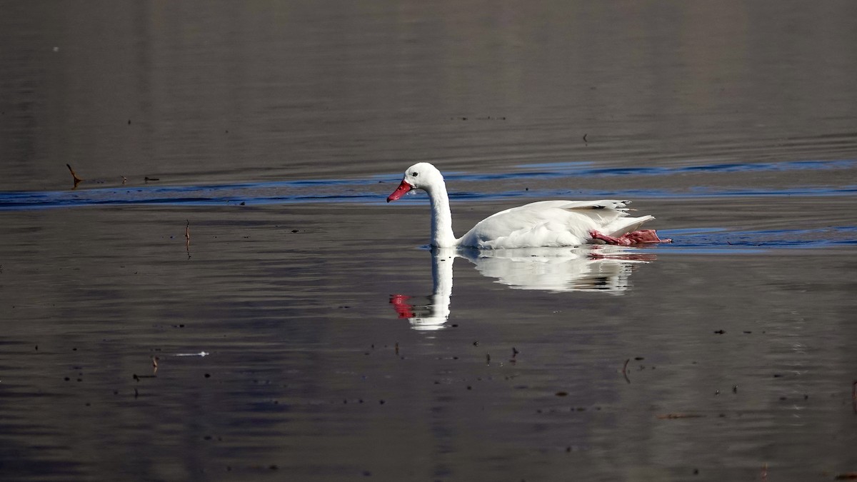 Coscoroba Swan - ML643980971